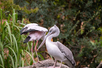 Pelicans 