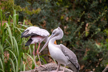 Pelicans 