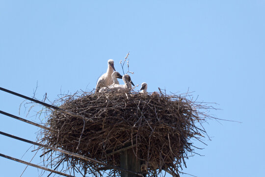 Storchennest mit drei Jungtieren auf einem Leitungsmast