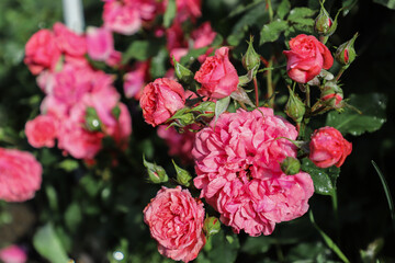 Beautiful pink branch of rose flower in the garden after the rain, small depth of field