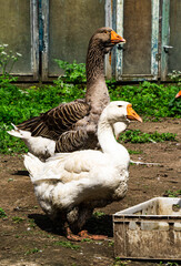 Kholmogory geese - a source of quality meat, fluff, fat and feathers.