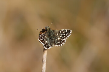 A Grizzled Skipper butterfly