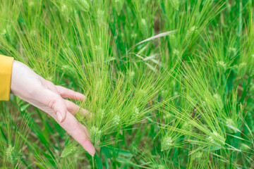 Female hand in a wheat field, young green wheat sprouts, happy farming, wheat growing industry