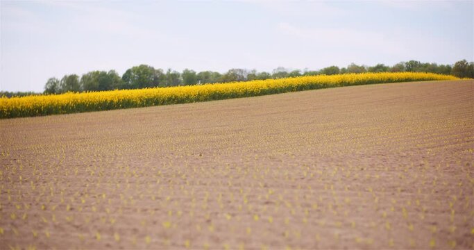 Agriculture - Young Corn Growing at Agricultural Field