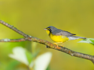 Canada Warbler on Yellow Background in Spring 