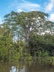 Fototapeta na wymiar Amazonia