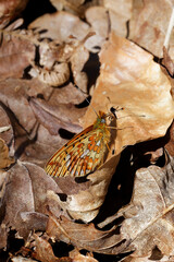 A Pearl-bordered Fritillary butterfly sitting on dried leaves.