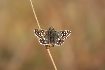 A Grizzled Skipper butterfly