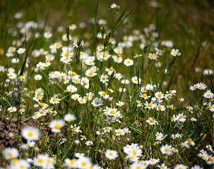 Glade of medicinal chamomile. White wildflowers - daisies. Natural background. Summer plants in field. Beautiful nature. Alternative medicine Spring Daisy, meadow. Summer background.