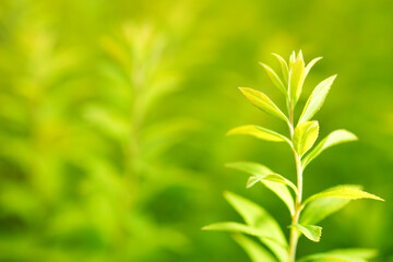 green leaves background