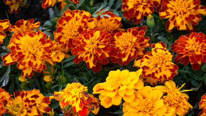 Delicate orange-yellow marigolds on a flowerbed in a park.
