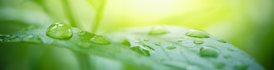 Nature of green leaf with rain drops in garden at summer. Natural green leaves plants using as...