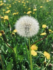 dandelion in the grass