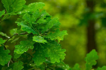 Fototapeta na wymiarbackground with green oak leaves