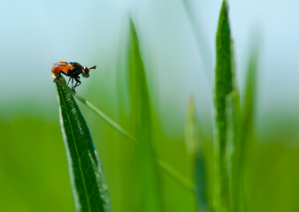 

orange fly sits on green grass