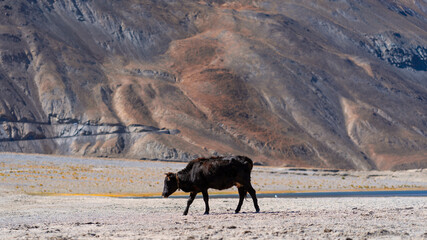A black cow walking in a field and big mountain in the background. Leh ladakh, India