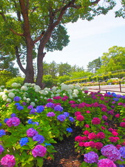 Beautiful hydrangea in the park of Chiba city, Japan on June 20, 2020