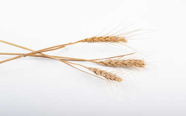 wheat ears isolated on a white background