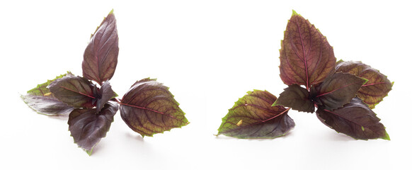 fresh red Basil leaf with water drops and reflection isolated on a white background