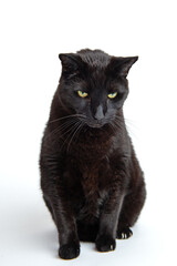 Hi key portrait of a black cat