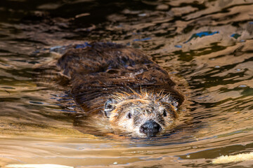 Beaver swimming int he pond © SE Viera Photo