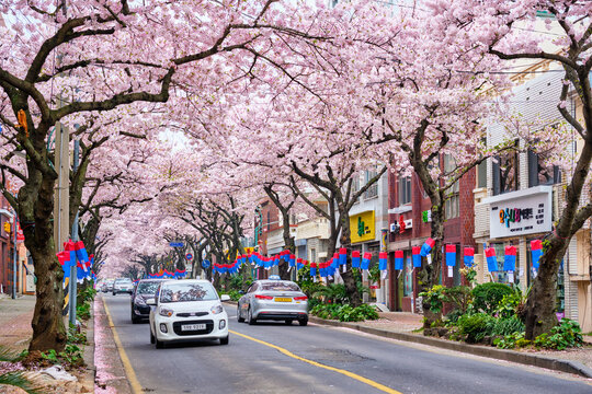Blooming sakura cherry blossom trees in Korea