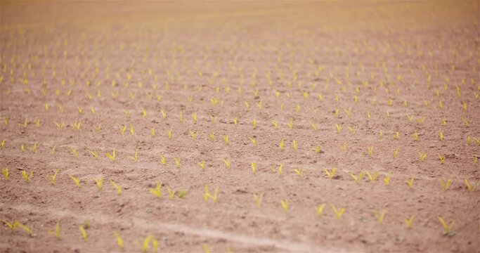Agriculture - Young Corn Growing at Agricultural Field