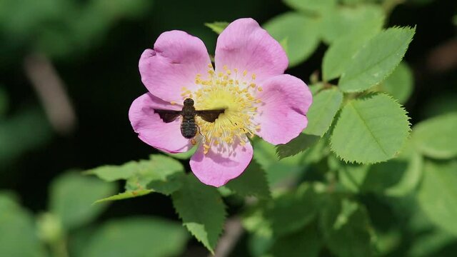 Black Bee Fly (Hemipenthes morio) is  on a wild dog-rose flower. Tender pink rosehip flower in early summer