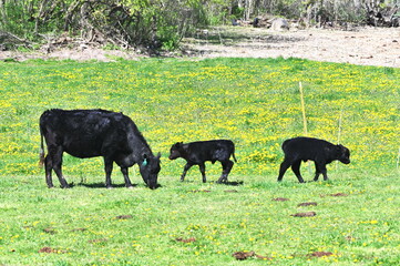 Cow and Two Calves