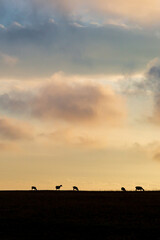 Obraz na płótnie Canvas Silhouetted sheep on the horizon with a sunset sky behind