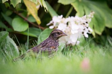 A juvenile male Red-winged Blackbird forages for a meal at Toronto's popular Rosetta McClain Gardens.