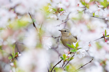 A female Tennessee Warbler forages for a meal among the cherry blossoms at Toronto`s popular Rosetta McClain Gardens.