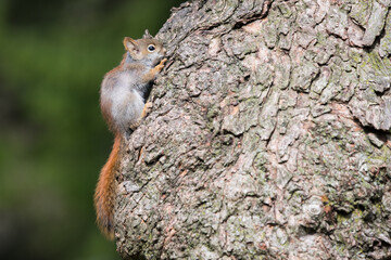 A baby American Red Squirrel 