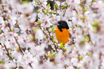 A male Baltimore Oriole poses in some cherry blossoms at Toronto`s Rosetta McClain Gardens.