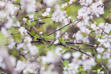 A female Black-throated Blue warbler forages for a meal among the cherry blossoms at Toronto`s popular Rosetta McClain Gardens.