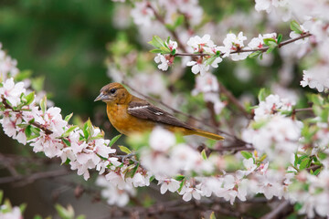 A female Baltimore Oriole poses in some cherry blossoms at Toronto`s Rosetta McClain Gardens.