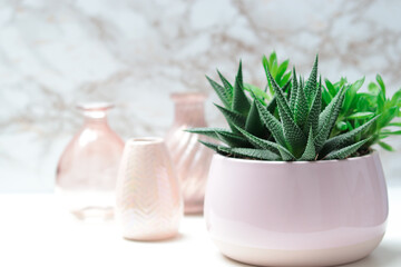 Succulent plant in a rose flowerpot and three pink vases in the background