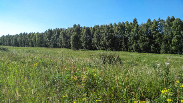 Fields of the Meshchera region
