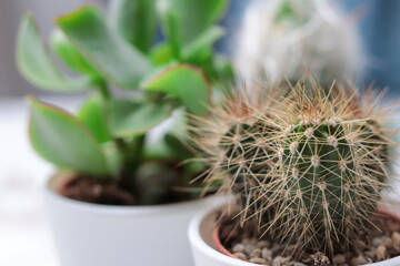 different cacti in flowerpots on a white table, focus on the right cactus in foreground