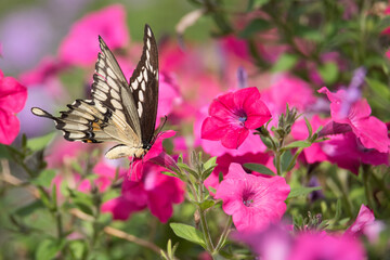 A Giant Swallowtail butterfly foages for nectar among the petunias at Toronto's Rosetta McClain...