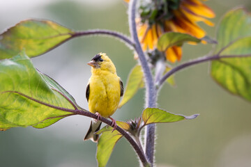 A male American Goldfinch perches on a sunflower at Toronto, Ontario's Rosetta McClain Gardens.