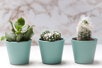 three different cacti in turquoise flowerpots on a white table