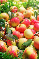 Red apples on green grass