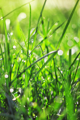 Fresh green grass with drops