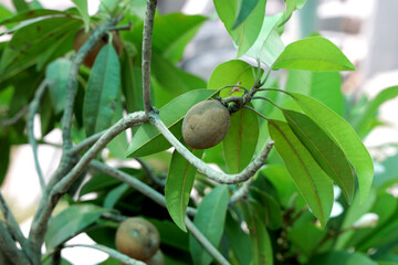 sapodillo fruit tree