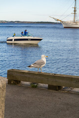 A big beautiful seagull is sitting on a wooden berth near the sea with a motorboat against a background with Swedish flag