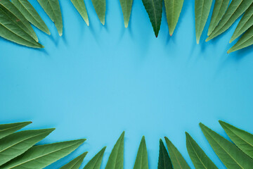 Fototapeta na wymiar Flat lay of Green tropical Monstera leaf on blue background with copy space