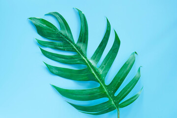Flat lay of Green tropical Monstera leaf on blue background with copy space