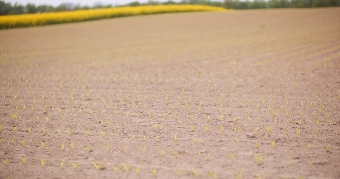 Agriculture - Young Corn Growing at Agricultural Field
