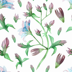 Watercolor hand painted nature floral greenery seamless pattern with light purple and lilac chicory blossom flowers and buds on branch isolated on the white background for print design